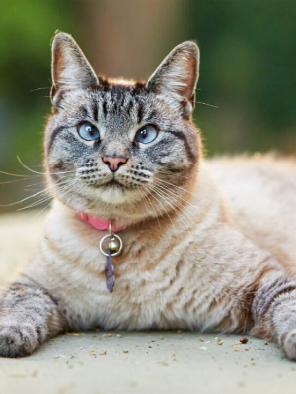cropped-lynx-point-siamese-looking-up.jpg