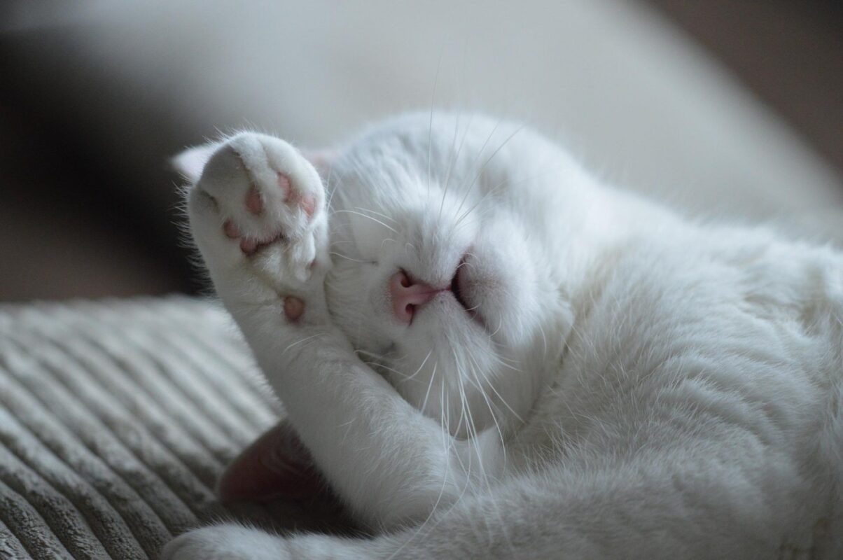 weiße-Katze-schlafendes-bedeckendes Gesicht Warum bedecken Katzen ihr Gesicht, wenn sie schlafen?