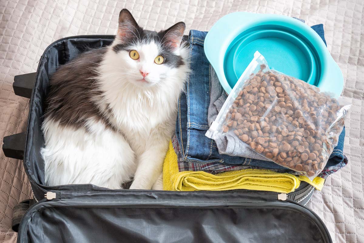 Katze im Koffer mit Katzenfutter und Napf