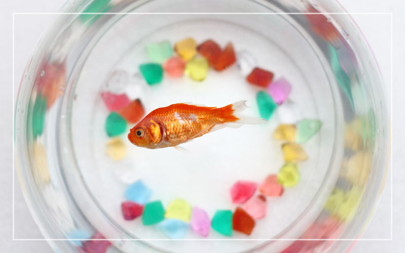 Warum stirbt Goldfisch nach Wasserwechsel?