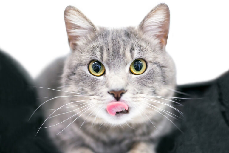 Warum strecken Katzen ihre Zunge heraus? 15 Gründe