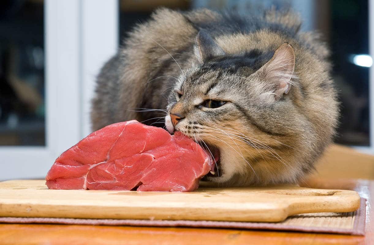 Katze in Laibposition frisst ein Stück Fleisch vom Küchentisch.