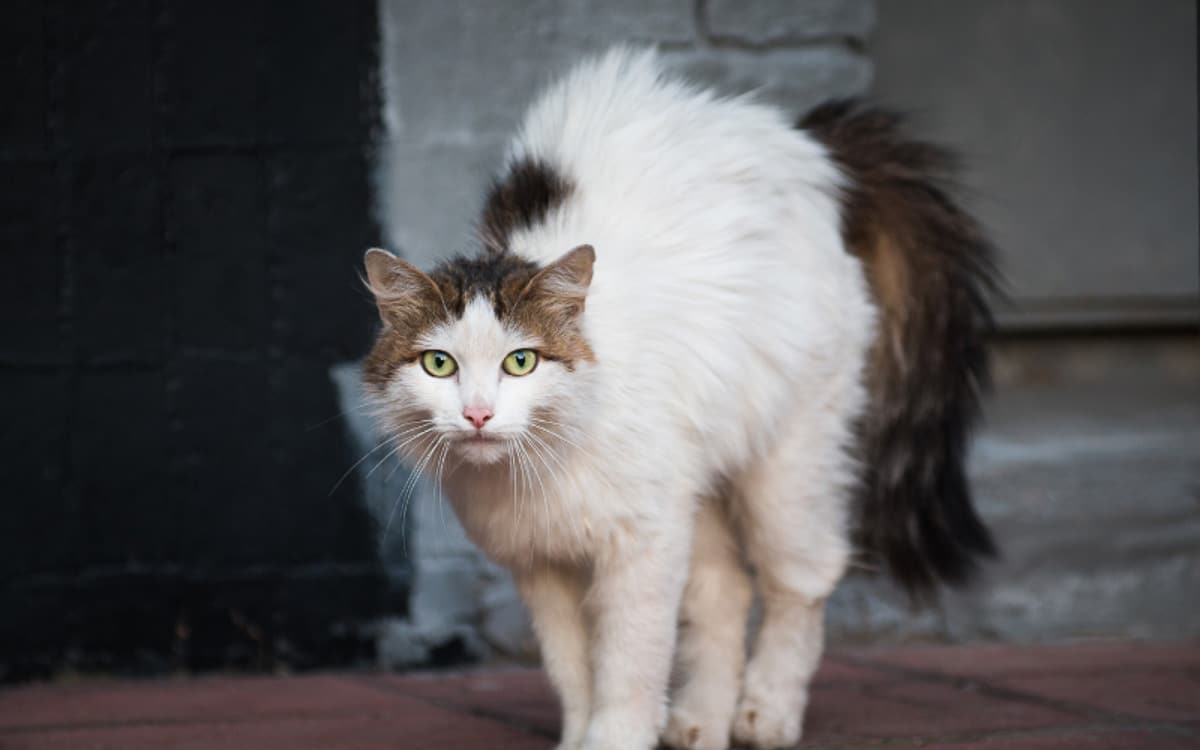 Braun-weiß flauschige Katze wölbt sich nach hinten