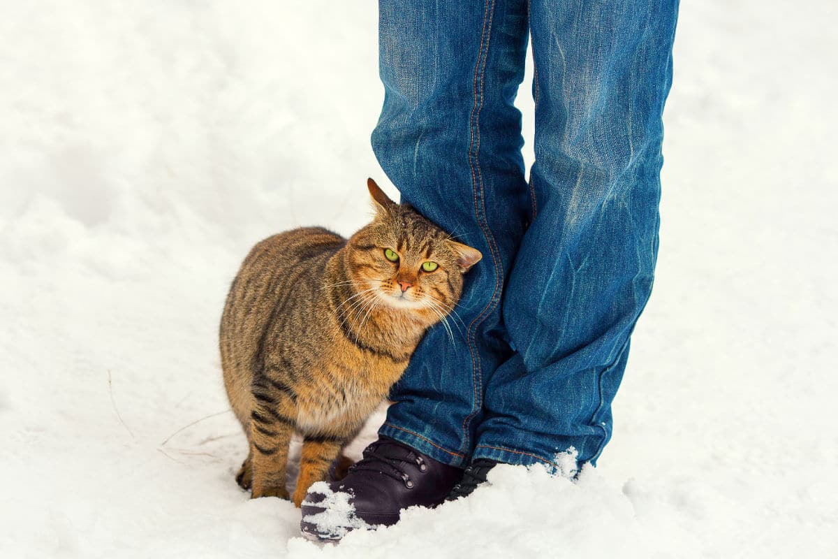 ginger cat against person wearing jeans in snow