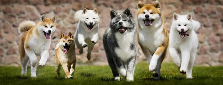Gruppe japanischer Hunde, die auf dem Gras laufen
