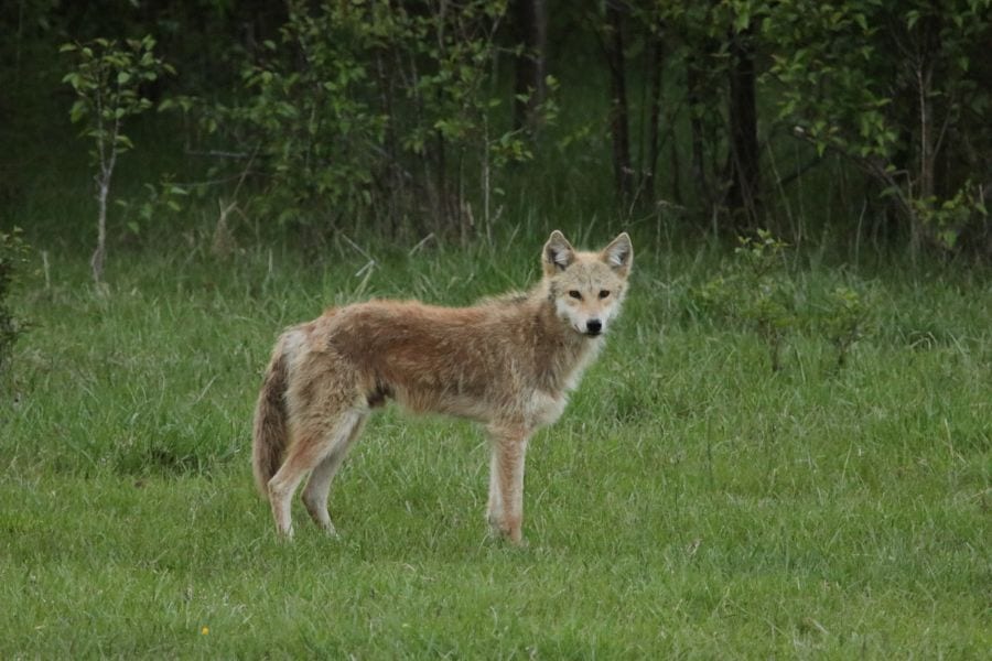 Are Coyotes Attracted to Dog Poop? (Plus 4 Ways to Keep Them Away)