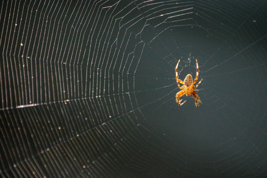 Are Spiders Attracted to Light? (And What Else Attracts Them?)