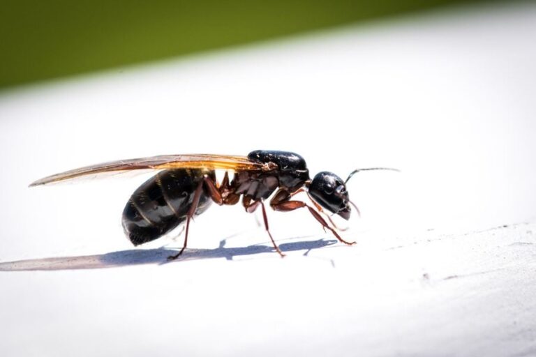 Werden fliegende Ameisen vom Licht angezogen? (Wie man sie fernhält)