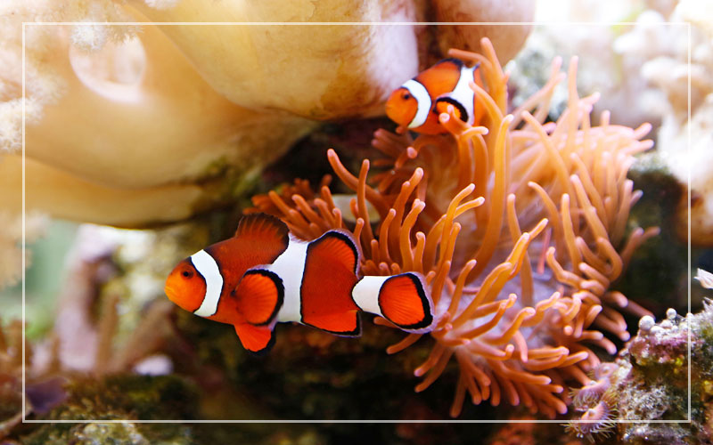 What Do Clownfish Eat? Food & Diet
