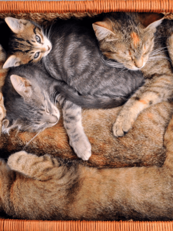 Mehrere Katzen schlafen in einem Korb