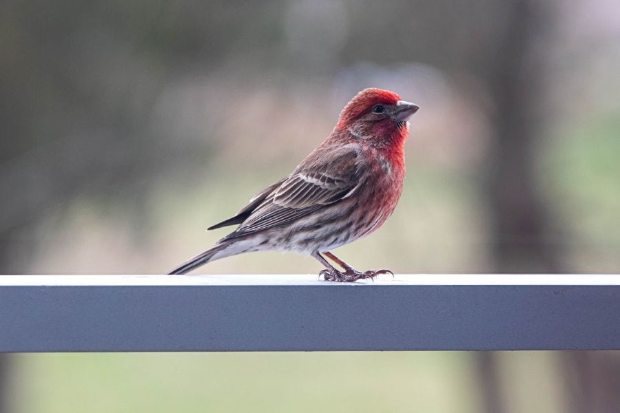 How to Attract Finches? (And 7 Helpful Tips)