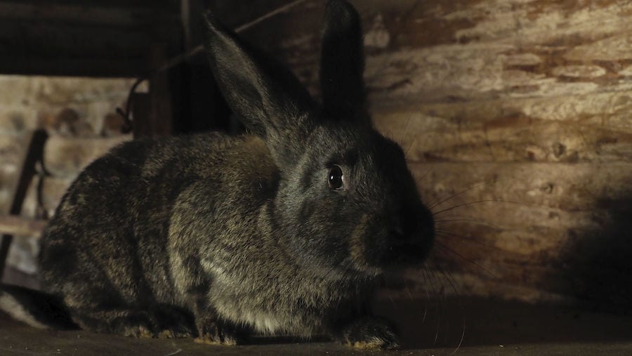 Kaninchen versteckt sich unter Schuppen oder Deck