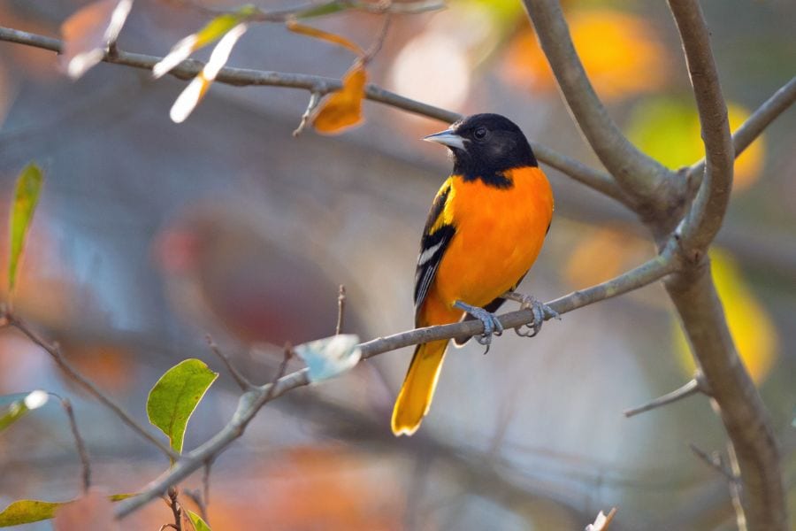 How to Attract Orioles? (And the 5 Common Types of Orioles)