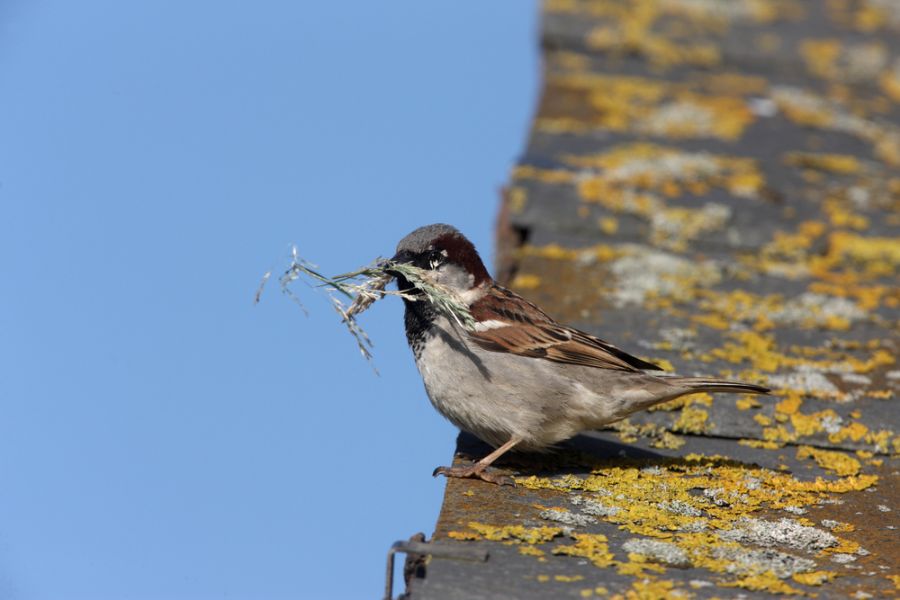 Where Do Birds Build Nests? (10 Places to Look)